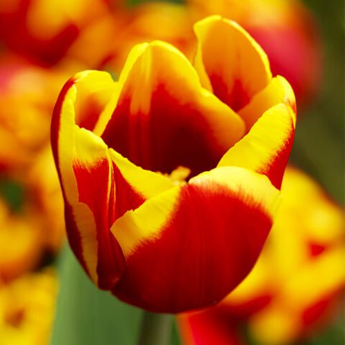 Tulip Denmark – Priya nursery