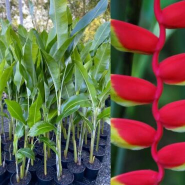 Heliconia Drooping – Priya nursery